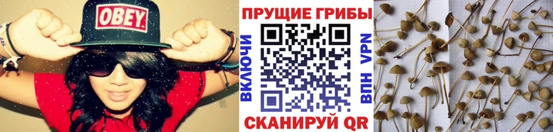Псилоцибиновые грибы мицелий  Купить  Наволоки 